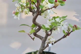 Malus Apple Bonsai: Miniature Fruiting Beauty for Homes & Gardens