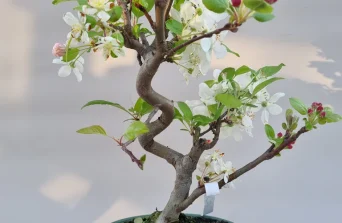 Malus Apple Bonsai: Miniature Fruiting Beauty for Homes & Gardens