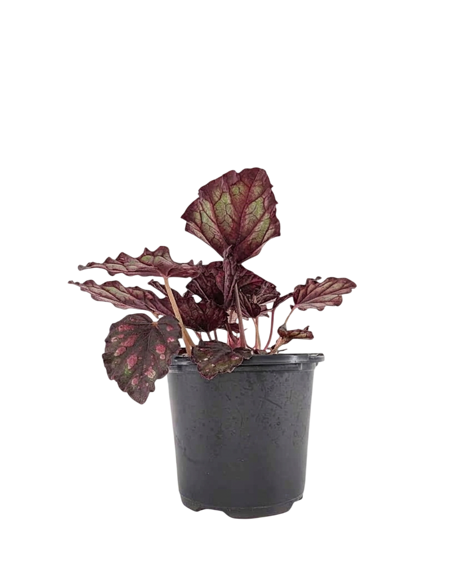 Begonia Plant – Vibrant Flowering Beauty