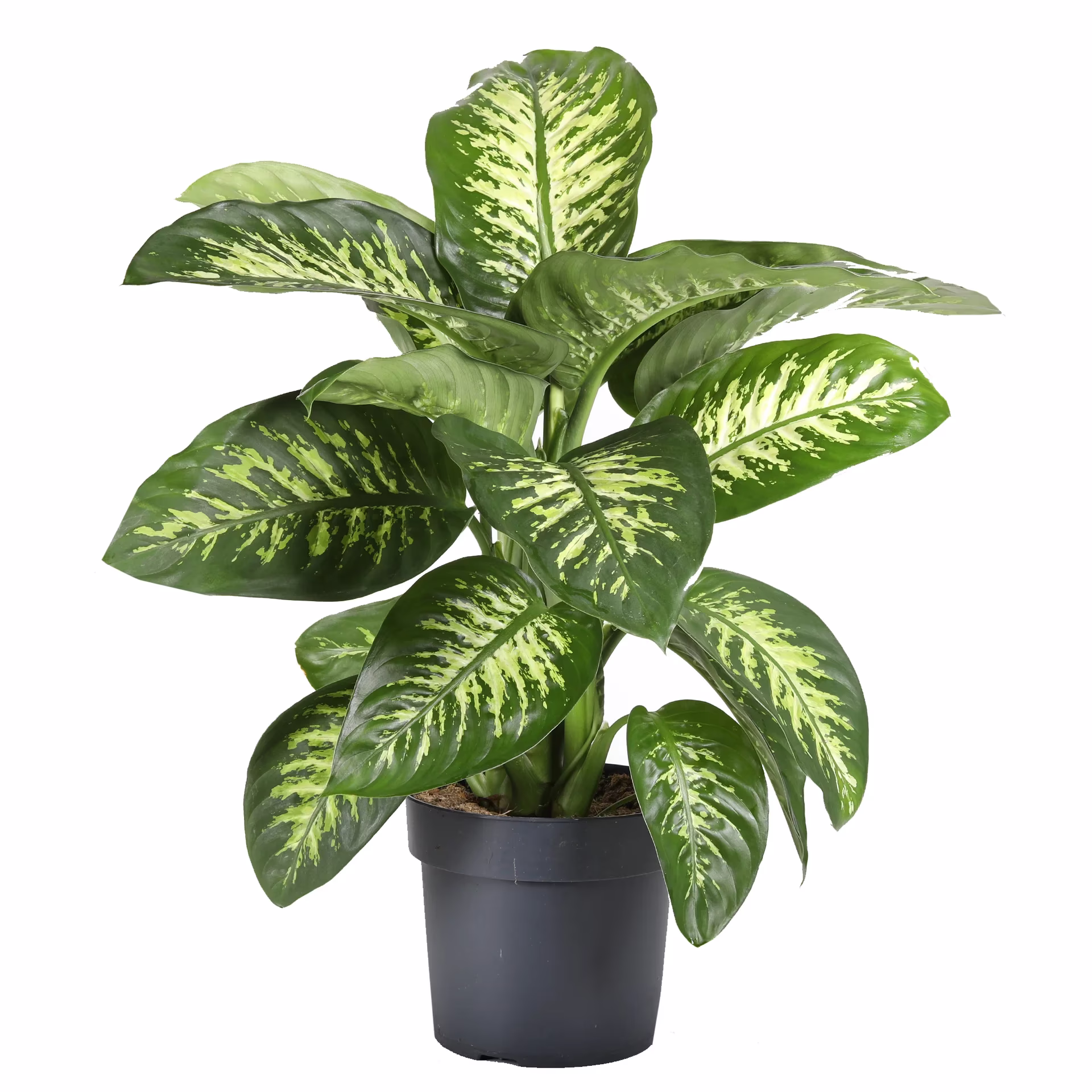 Dieffenbachia