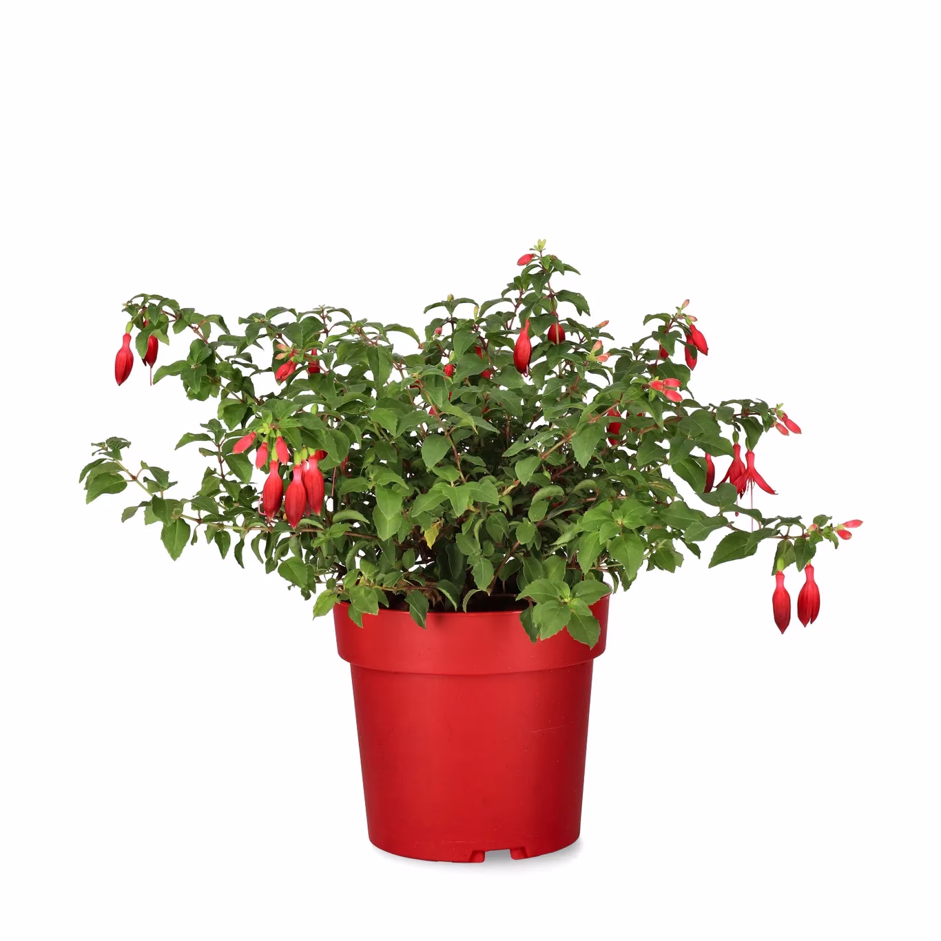 Fuchsia– Elegant Hanging Flower