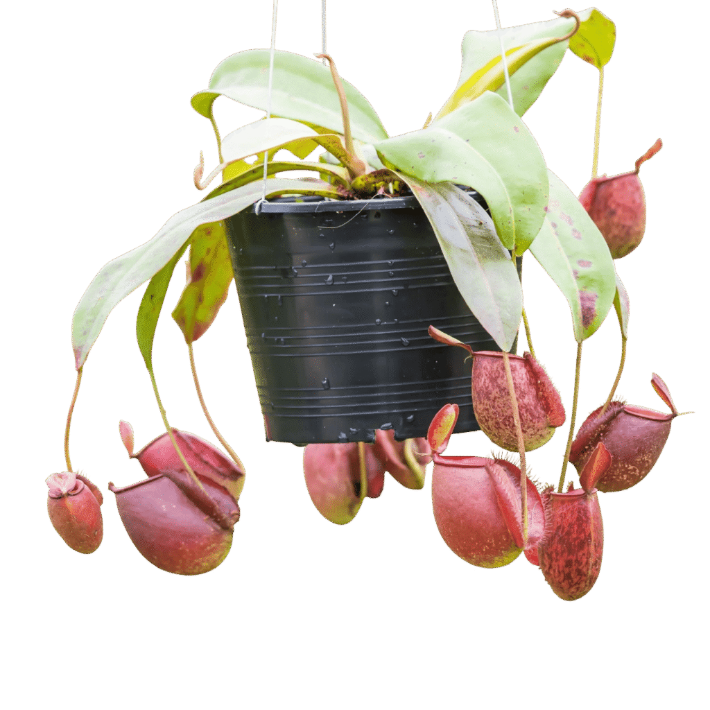 Pitcher Plant – The Exotic Carnivorous Houseplant