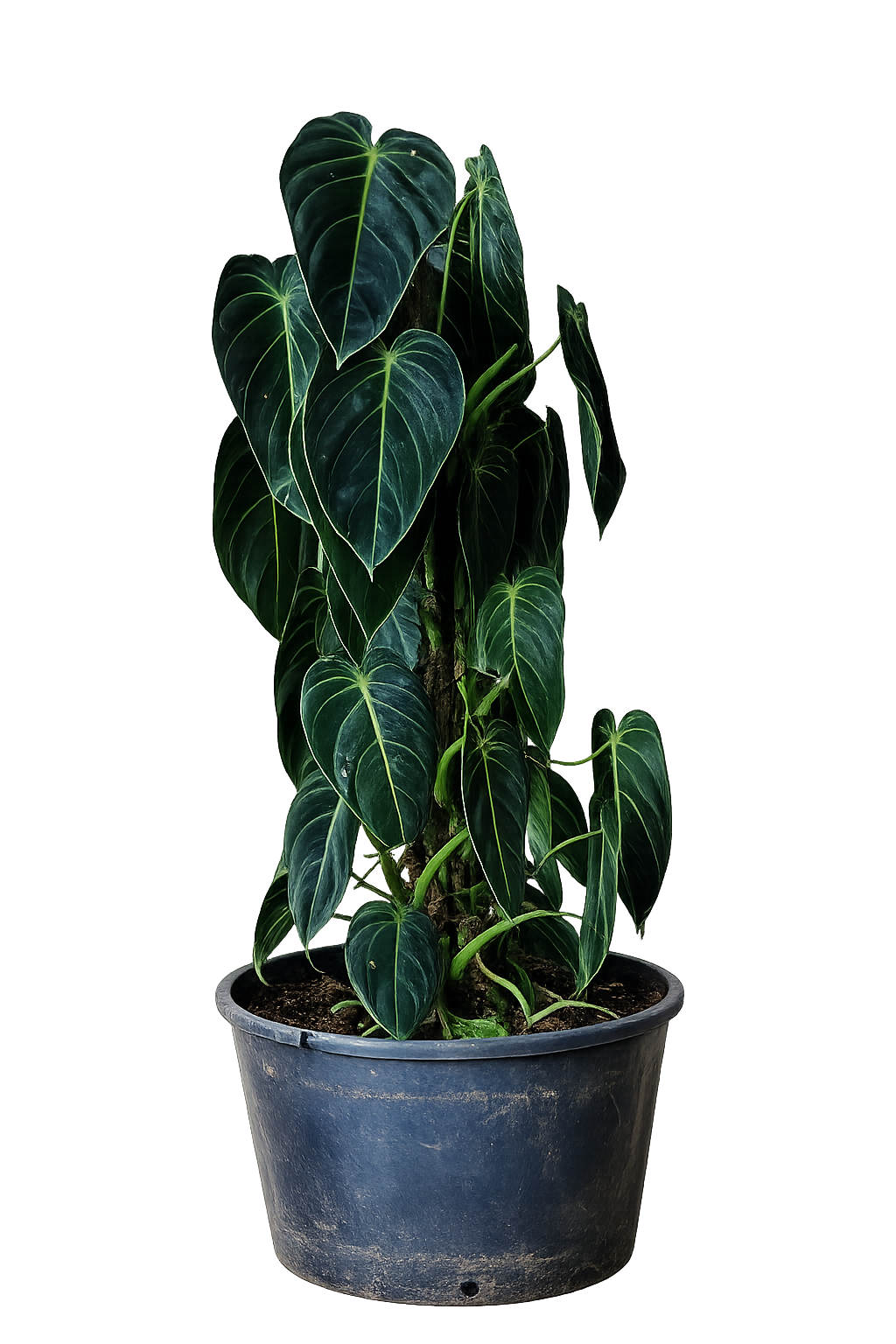 Philodendron Melanochrysum