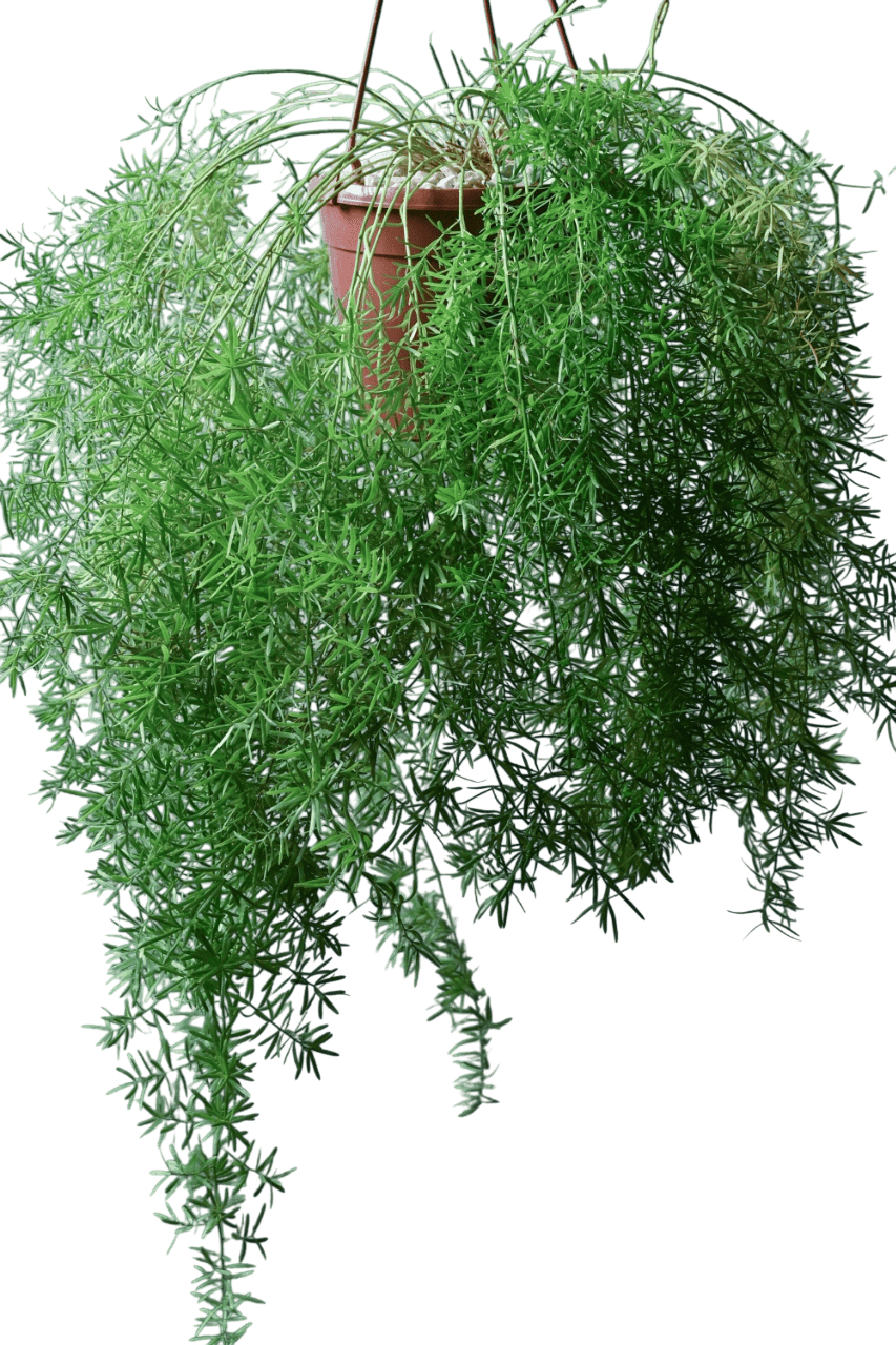 Asparagus Fern