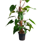 Philodendron ‘Red Emerald’