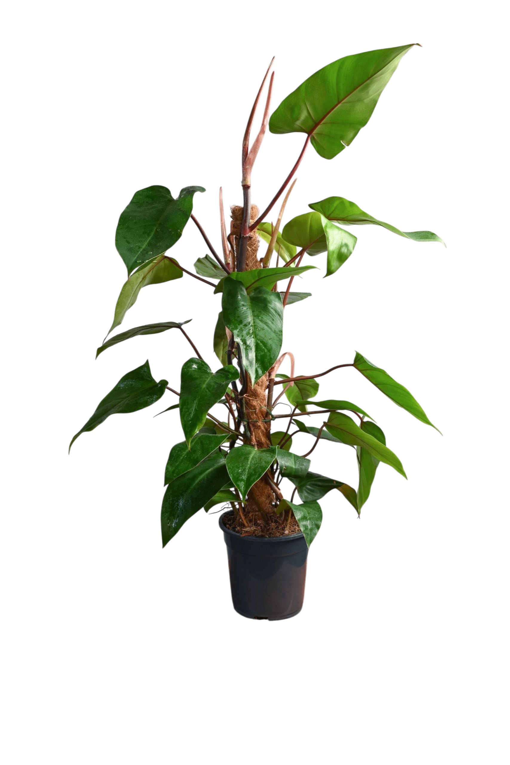 Philodendron ‘Red Emerald’