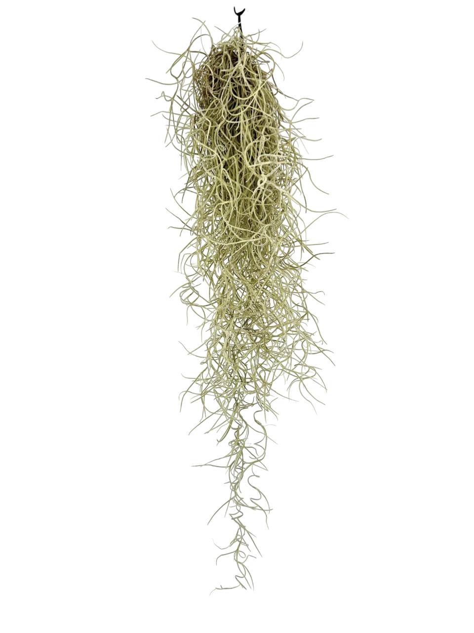 Tillandsia Usneoides (Spanish Moss Air Plant)