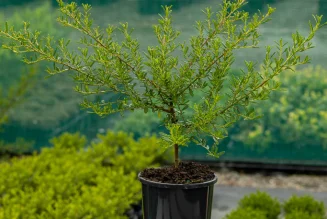Ceanothus in Kenya: Colorful Evergreen Shrubs for Beautiful Landscapes