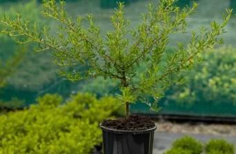 Ceanothus in Kenya: Colorful Evergreen Shrubs for Beautiful Landscapes