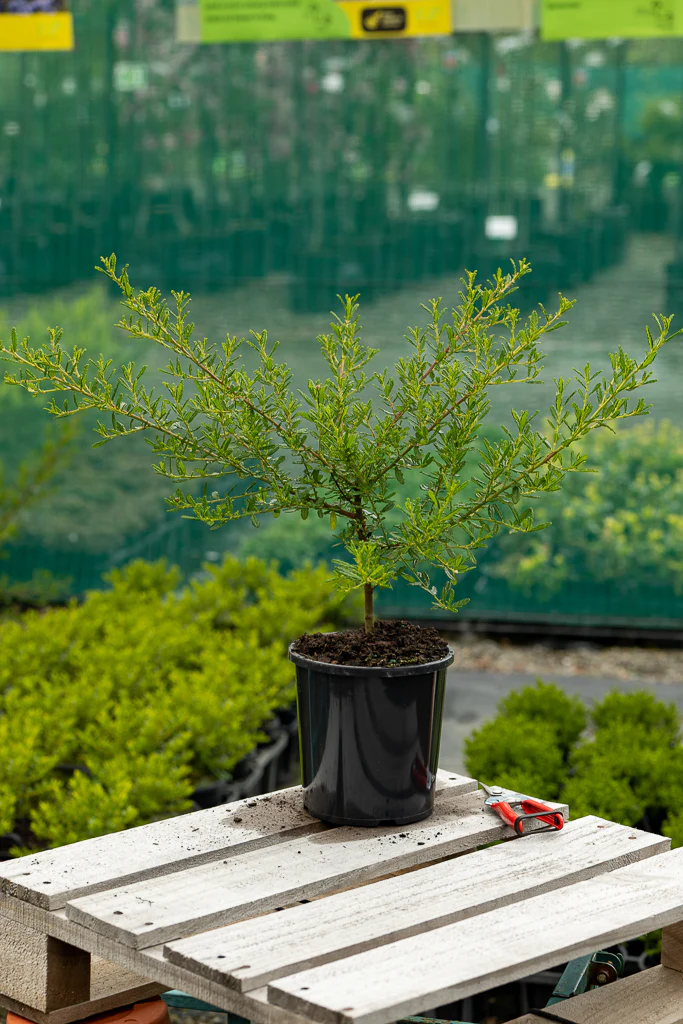 Ceanothus