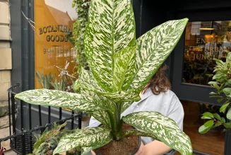 Dieffenbachia: The Bold Tropical Foliage Plant That Transforms Indoor Spaces