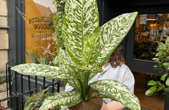 Dieffenbachia: The Bold Tropical Foliage Plant That Transforms Indoor Spaces