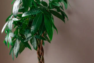 Braided Money Tree: The Symbol of Prosperity and Elegant Indoor Greenery