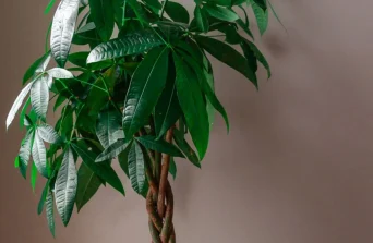 Braided Money Tree: The Symbol of Prosperity and Elegant Indoor Greenery