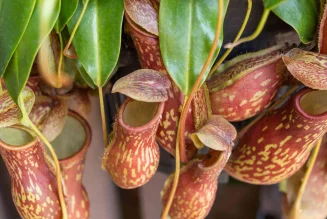 Pitcher Plant: The Exotic Carnivorous Houseplant That Captivates and Fascinates