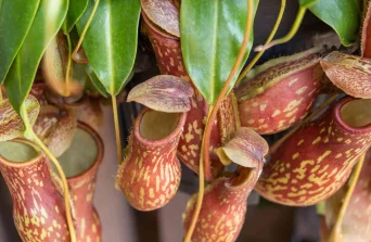 Pitcher Plant: The Exotic Carnivorous Houseplant That Captivates and Fascinates