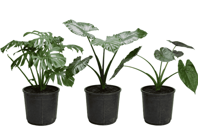 Low Maintenance Office Plants package