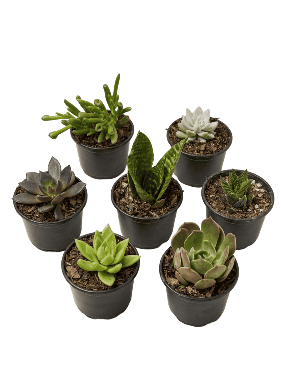 gifting assorted small potted
