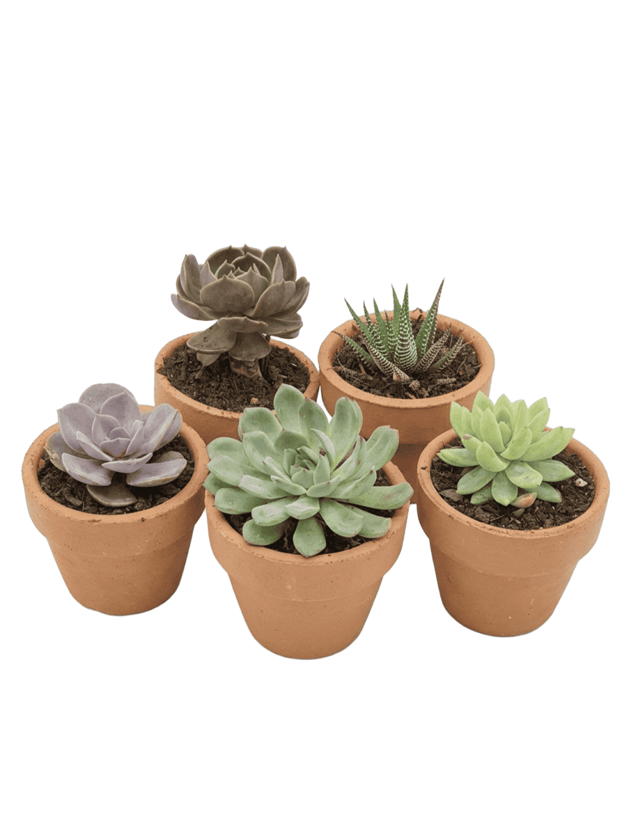 terracotta potted succulents