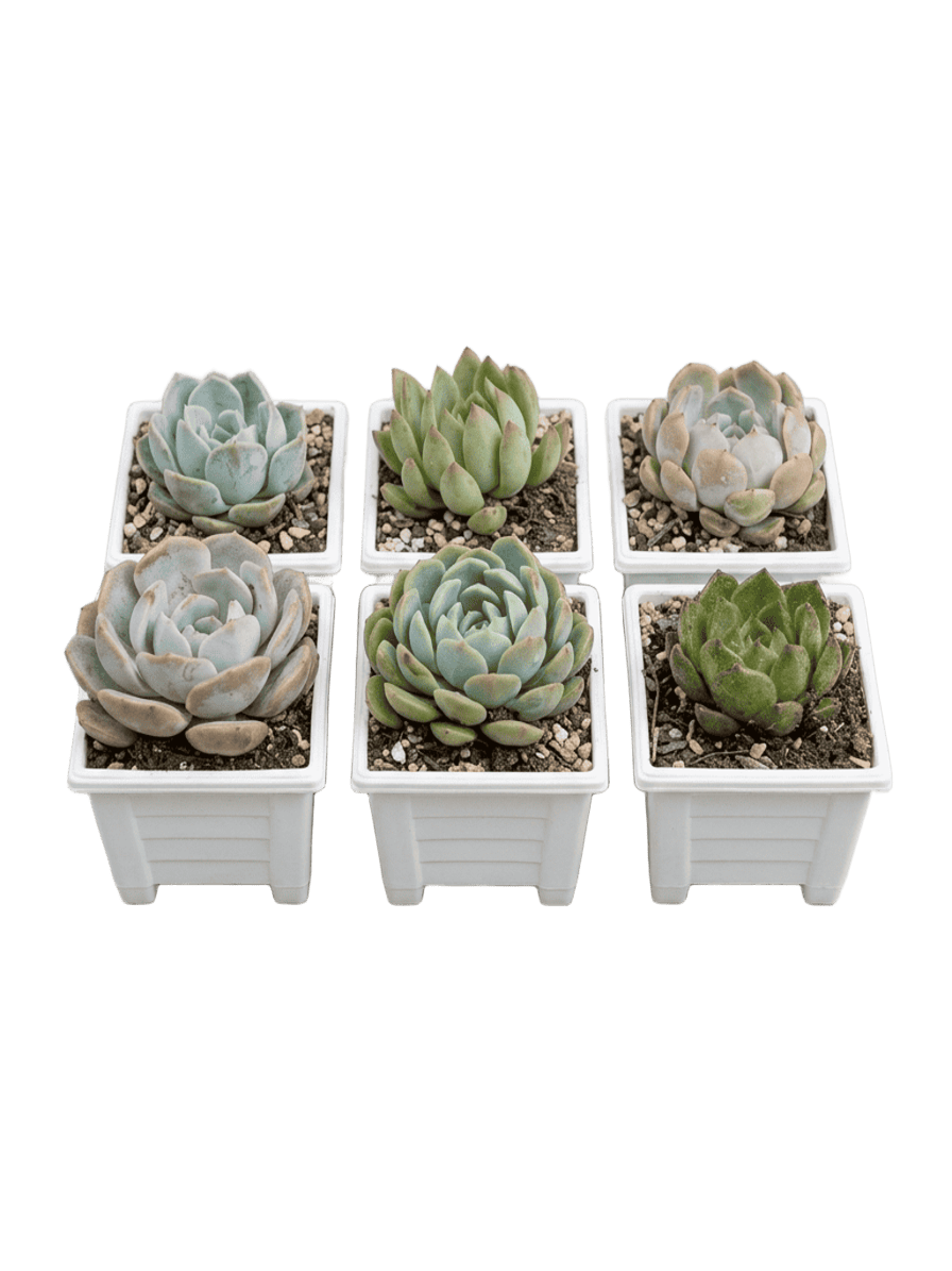 queen succulents package